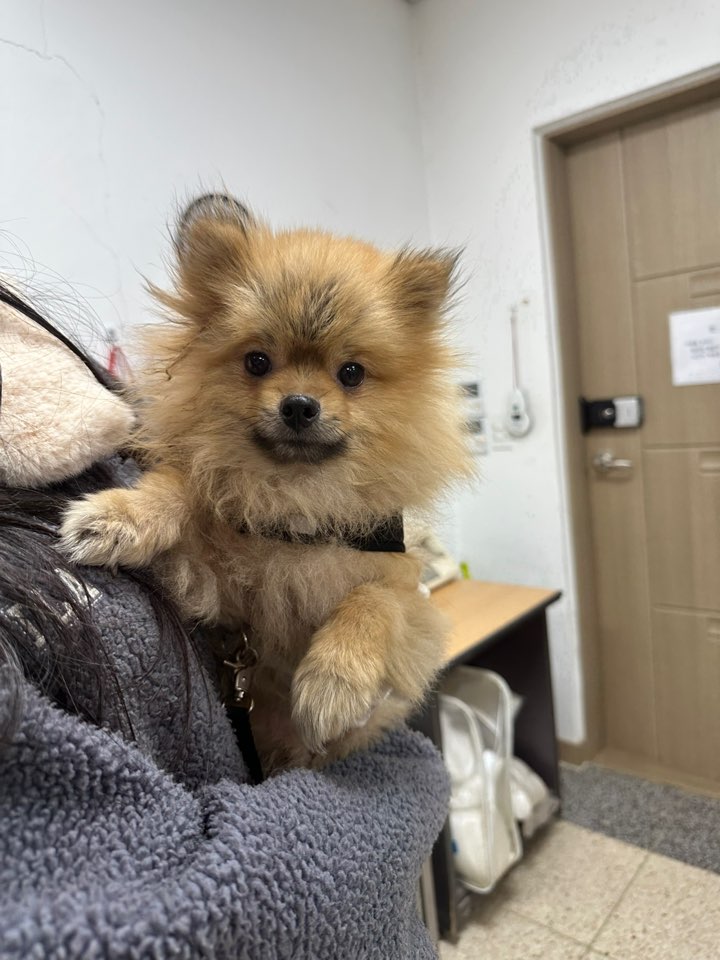 포메라니안 이미지 파일 입니다.